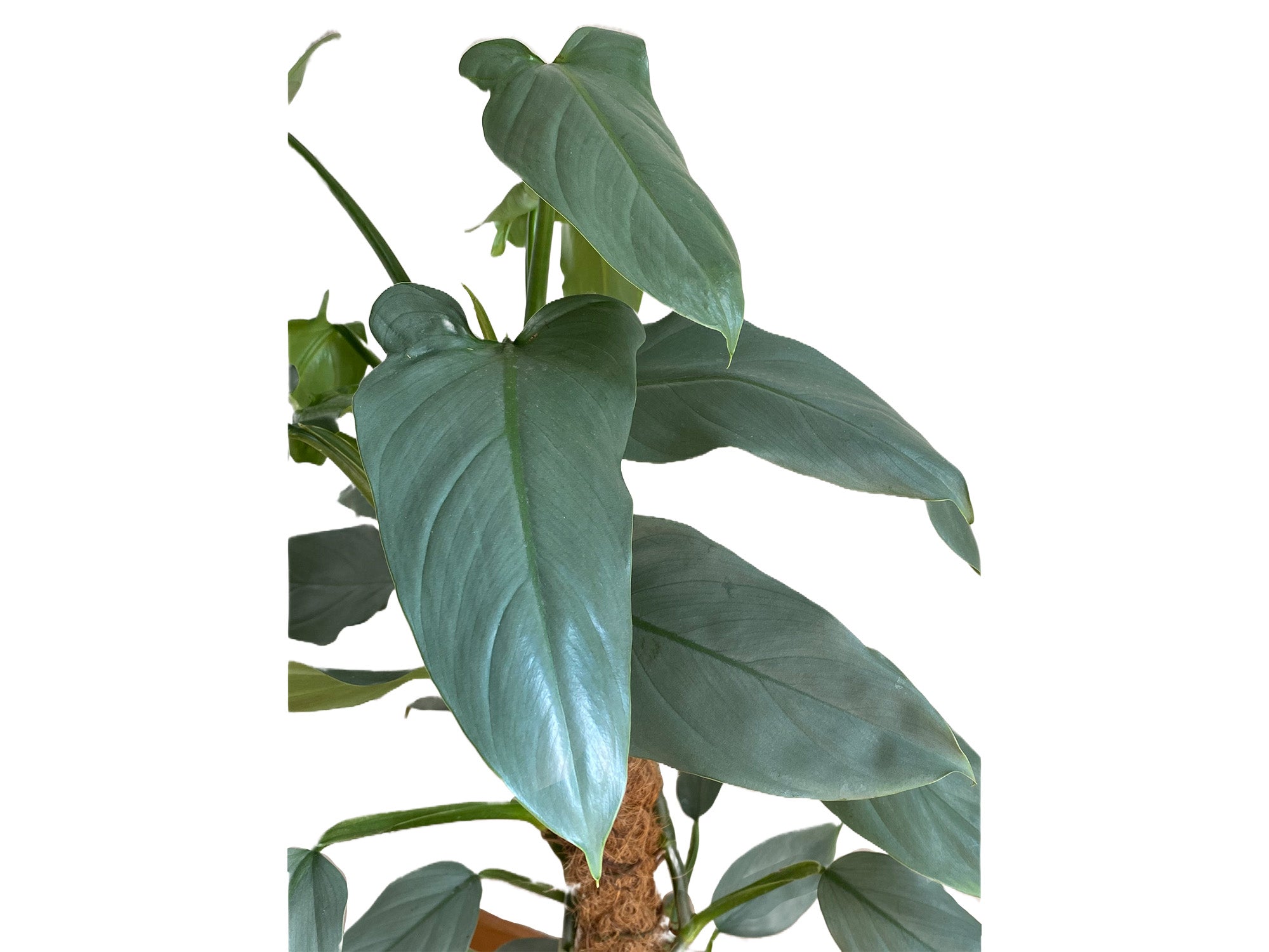 philodendron hastatum endangered Philodendron Hastatum | Silver Sword | 4" Pot