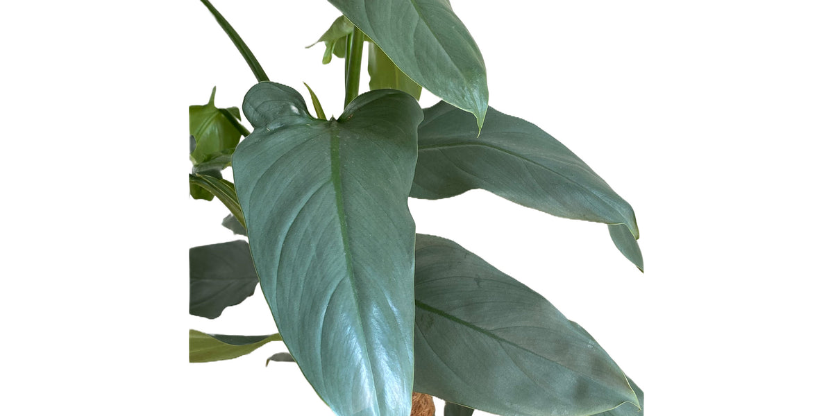 Philodendron hastatum 'Silver Sword'
