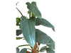 Philodendron hastatum Silver Sword