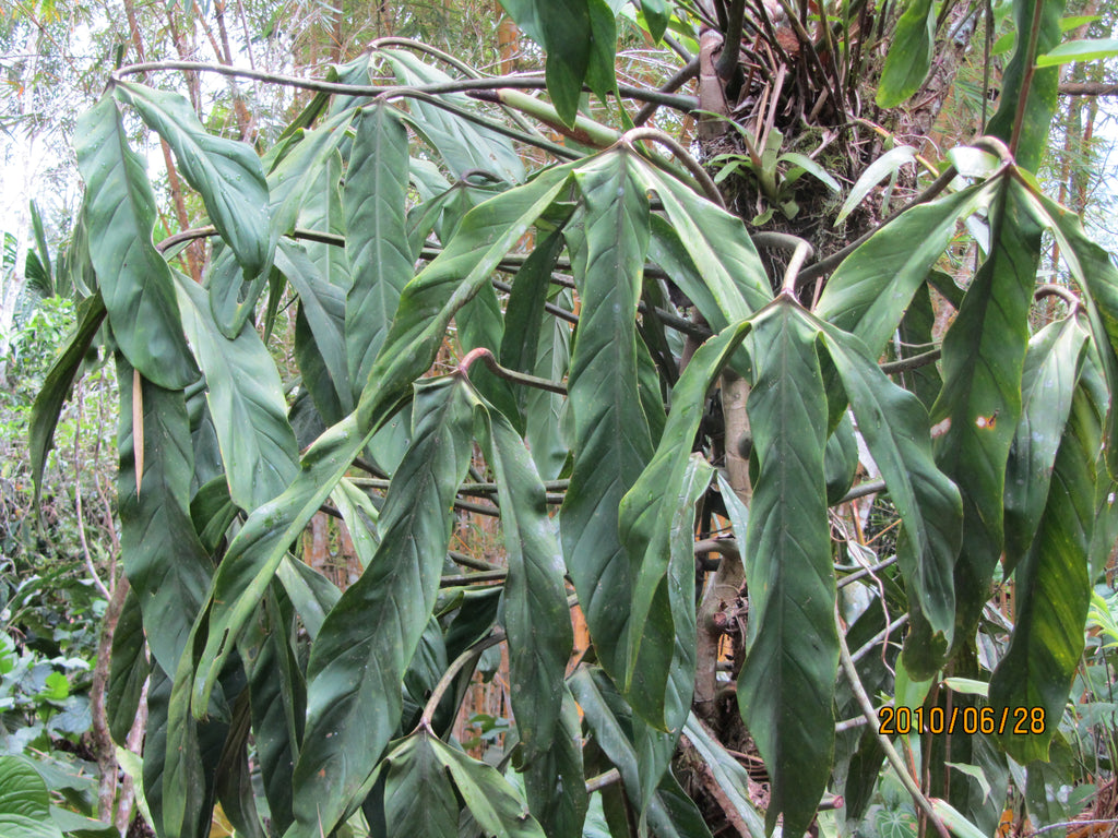 philodendron holtonianum for sale Philodendron holtonianum