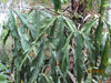 Philodendron holtonianum - seedling