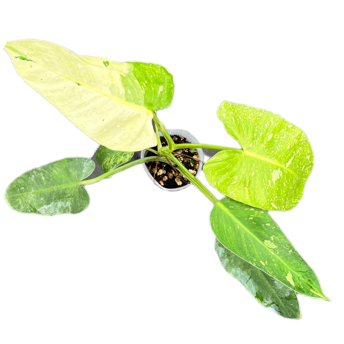 philodendron jose buono price Philodendron Jose Buono – Variegated Tropical Indoor Plant