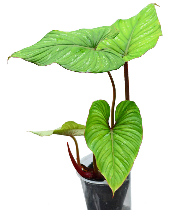 philodendron mamei Philodendron mamei red