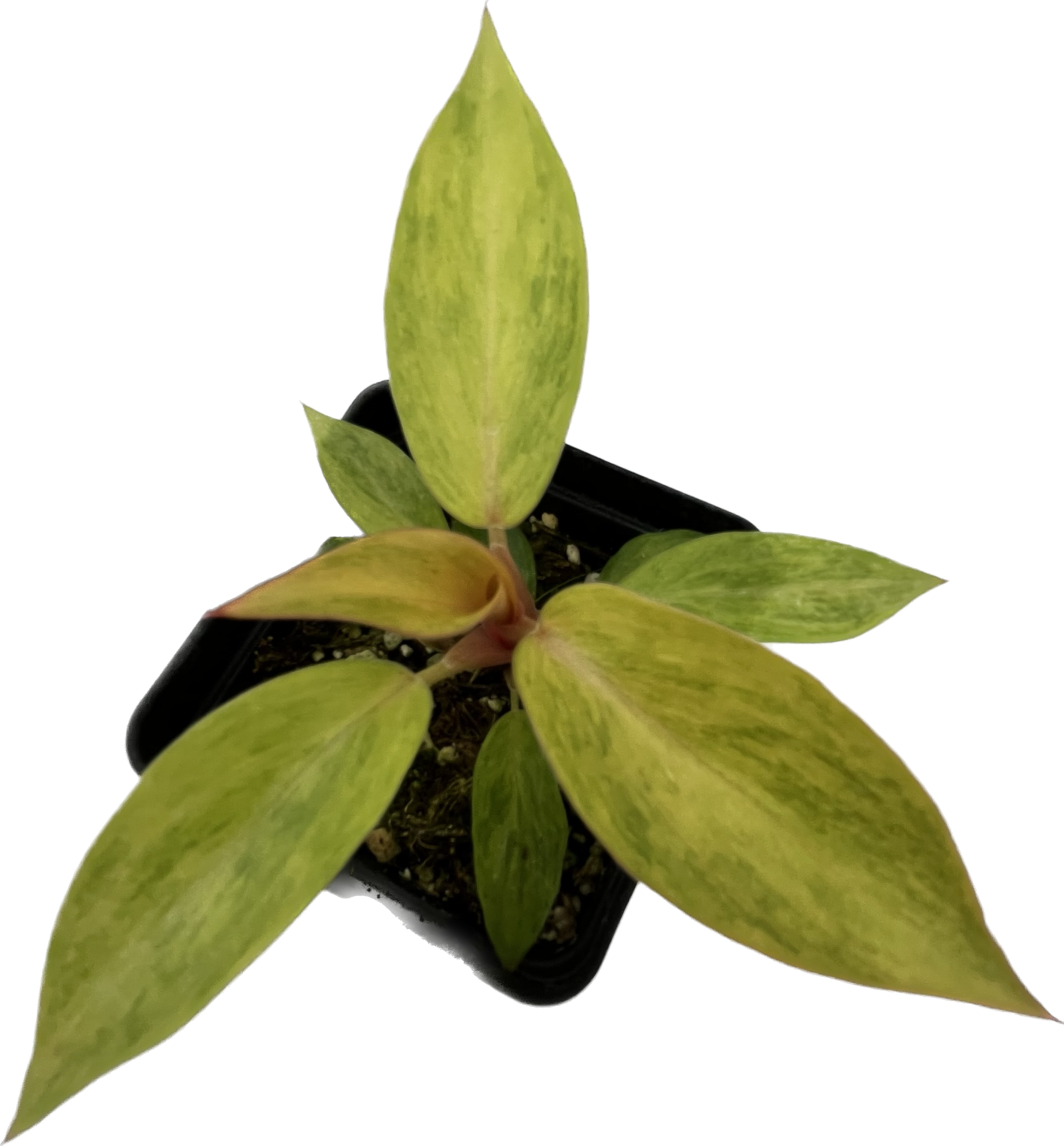 orange marmalade plant philodendron Philodendron Orange Marmalade
