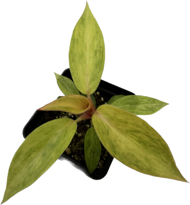 philodendron enzie plug Philodendron Orange Marmalade