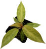 Philodendron Orange Marmalade - seedling