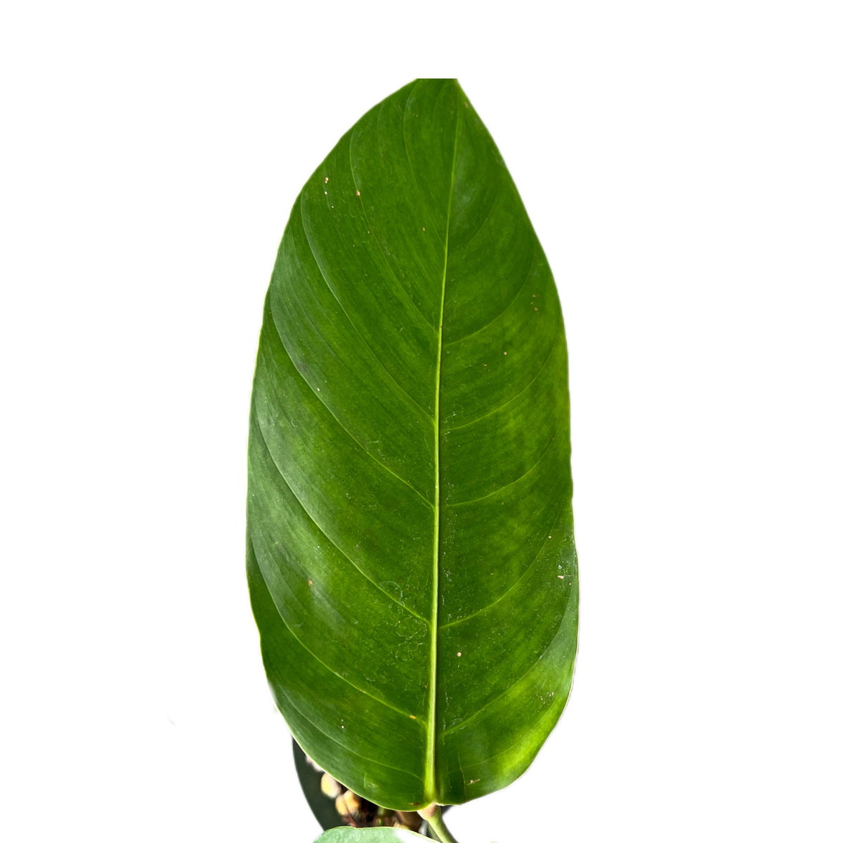 Philodendron patriciae cf — Ecuagenera USA Corp