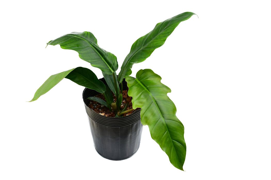 Philodendron Angel Eyes