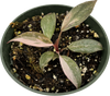 Philodendron Pink Princess 'Gold Dust'