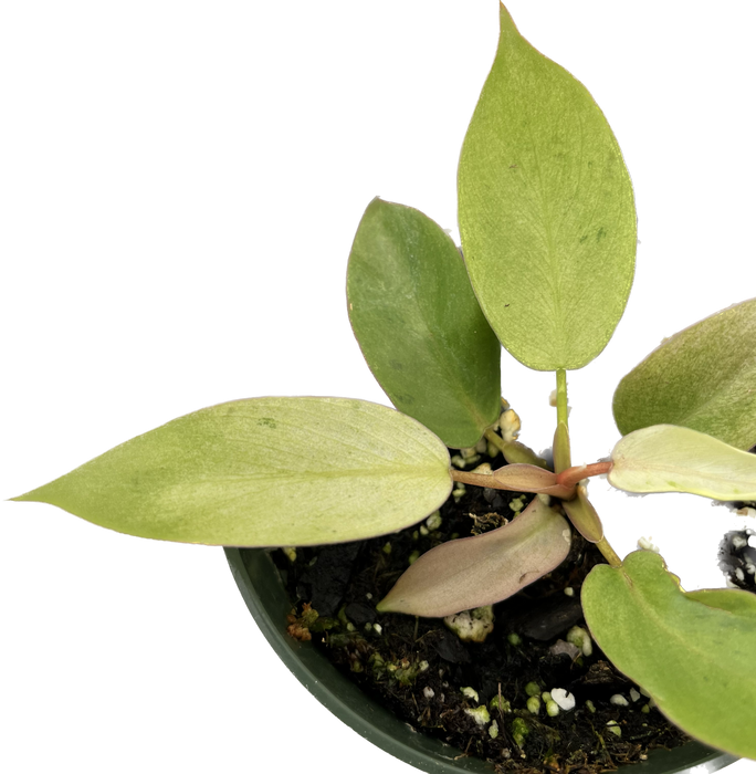 Philodendron Snow Drift - seedling