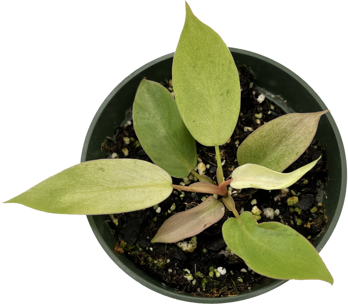 Philodendron Snow Drift (seedling) - Rare Variegated Aroid