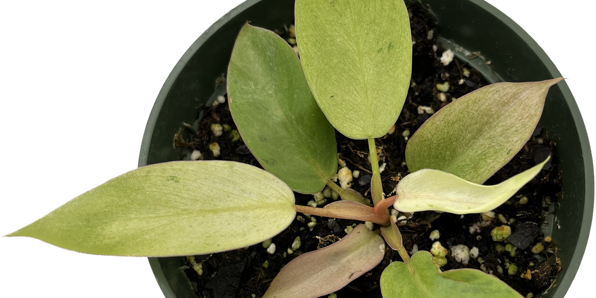 Philodendron Snowdrift (seedling)