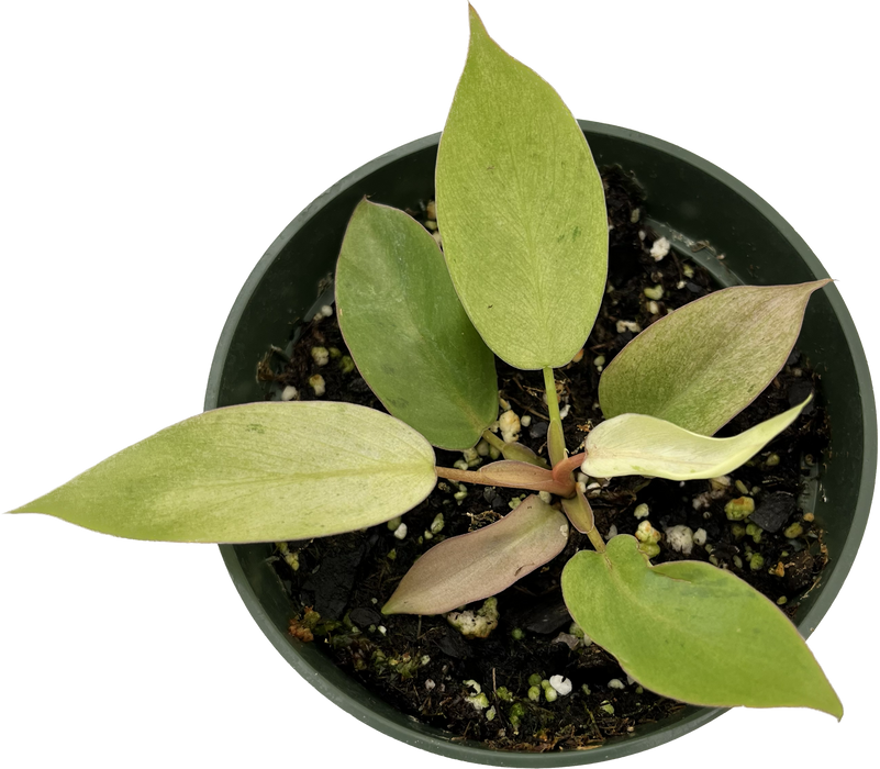 philodendron snowdrift rare Philodendron Snowdrift (seedling)