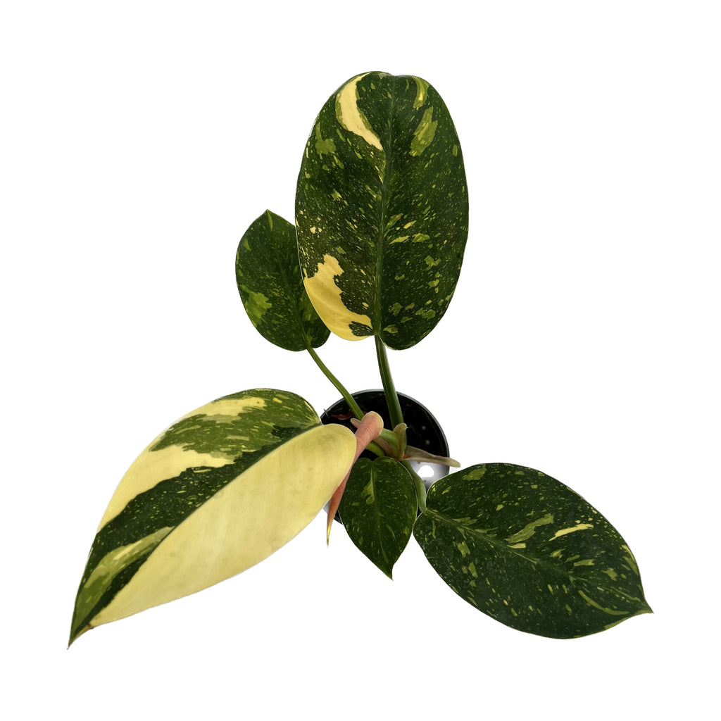 green congo variegata Philodendron Green Congo variegated — Ecuagenera USA Corp