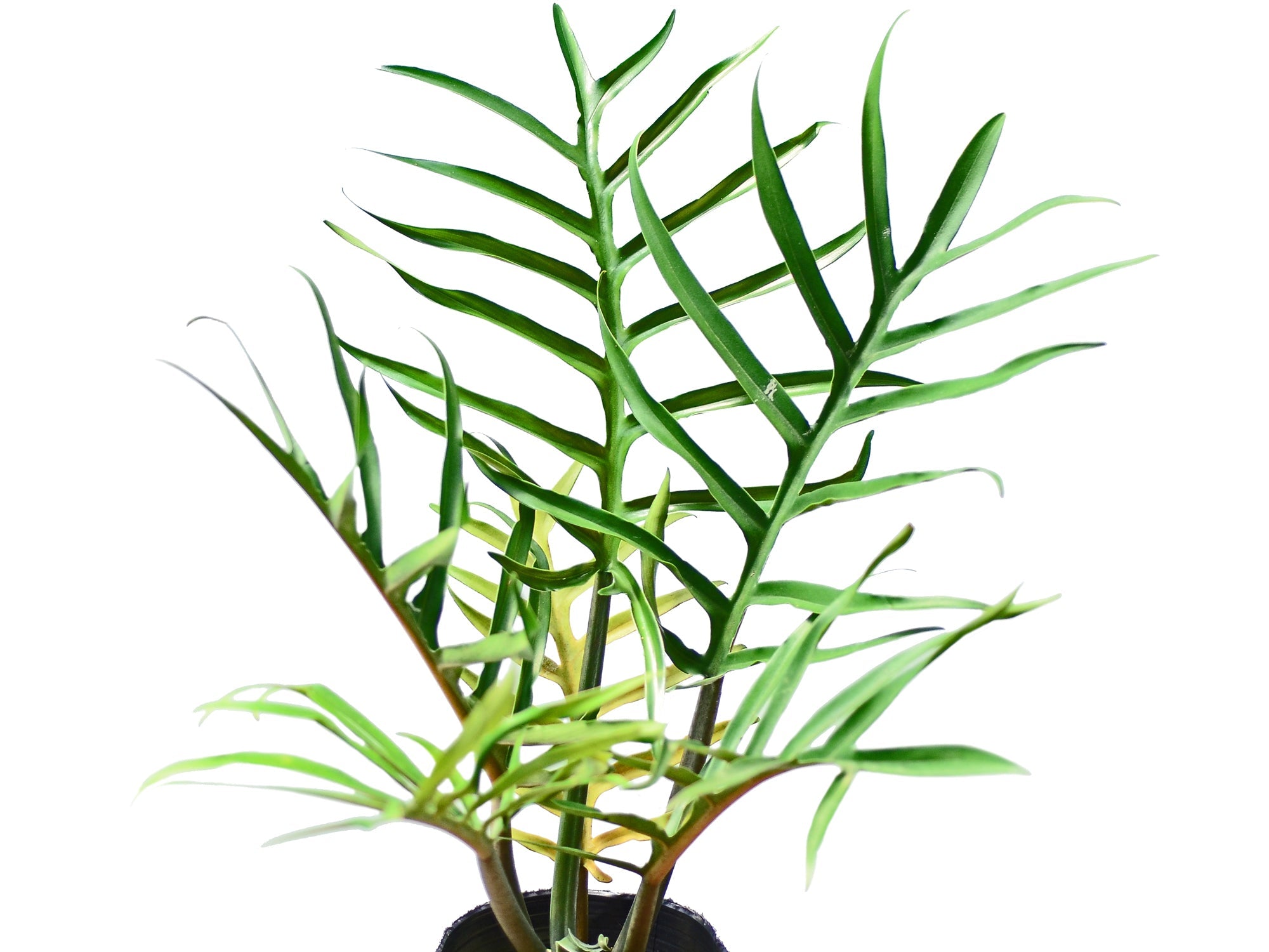 philodendron tortum mature Philodendron tortum (seedling)