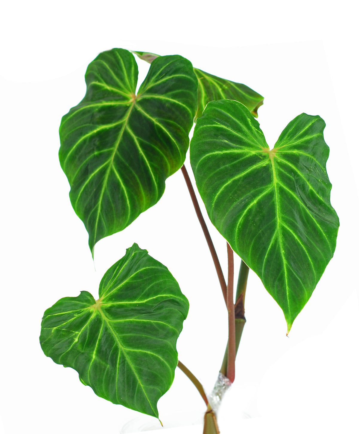 angel philodendron Philodendron verrucosum Angel — Ecuagenera USA Corp