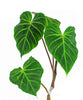 Philodendron verrucosum Angel