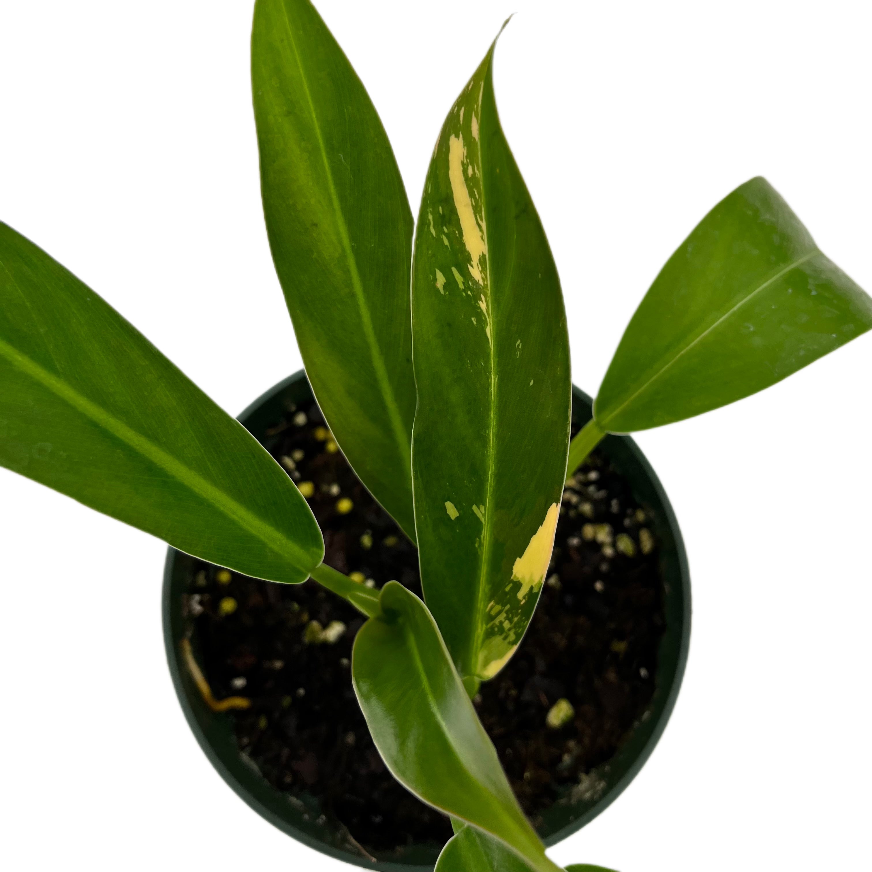philodendron wend imbe variegated Philodendron wend imbe variegated — Ecuagenera USA Corp