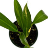 Philodendron wend imbe variegated