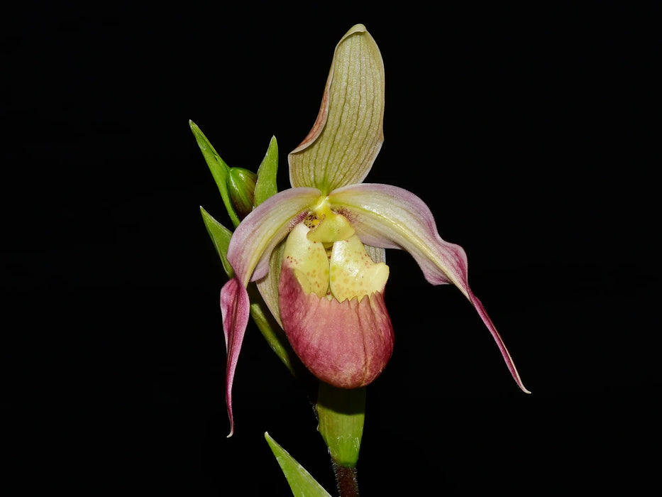 Phragmipedium Ainsworthii