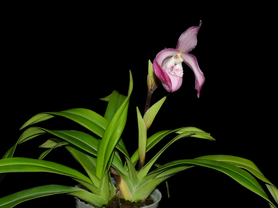 Phragmipedium Carol Kanzer