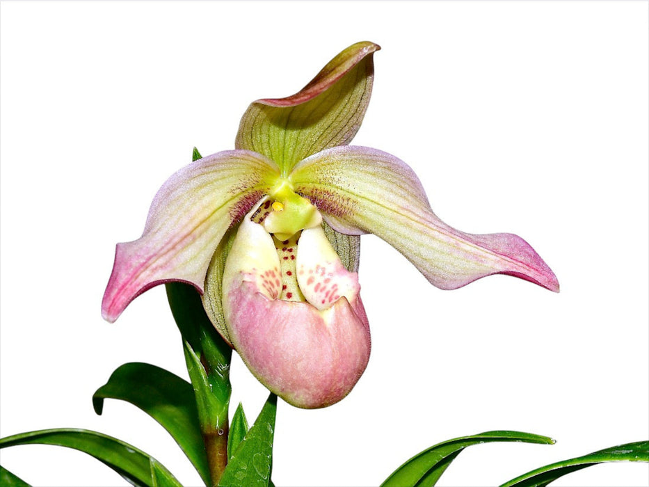 Phragmipedium Easy Men