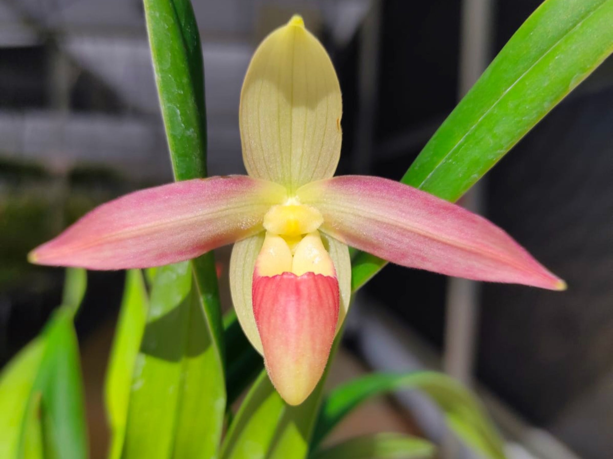 Phragmipedium — Ecuagenera USA Corp