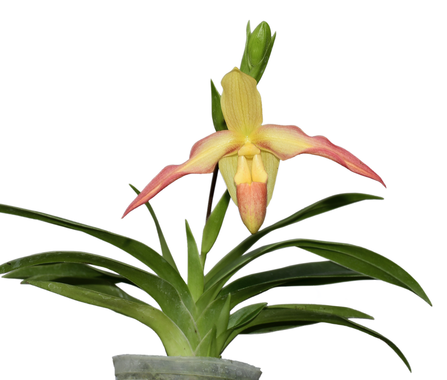 Phragmipedium Eric Young xanthinum red