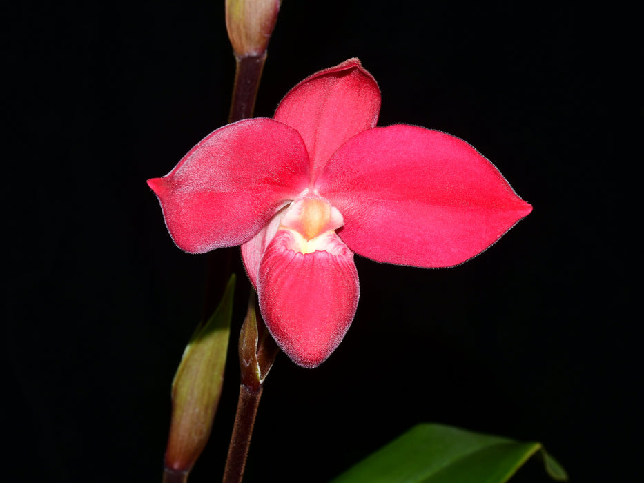 Phragmipedium Eugene Banziger 'Pangui Sunset'