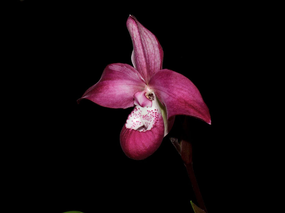 Phragmipedium Gigi Portilla