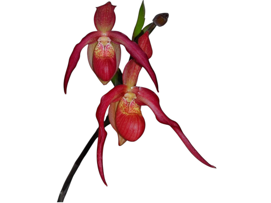 Phragmipedium Ingrid Suarez Ecuagenera