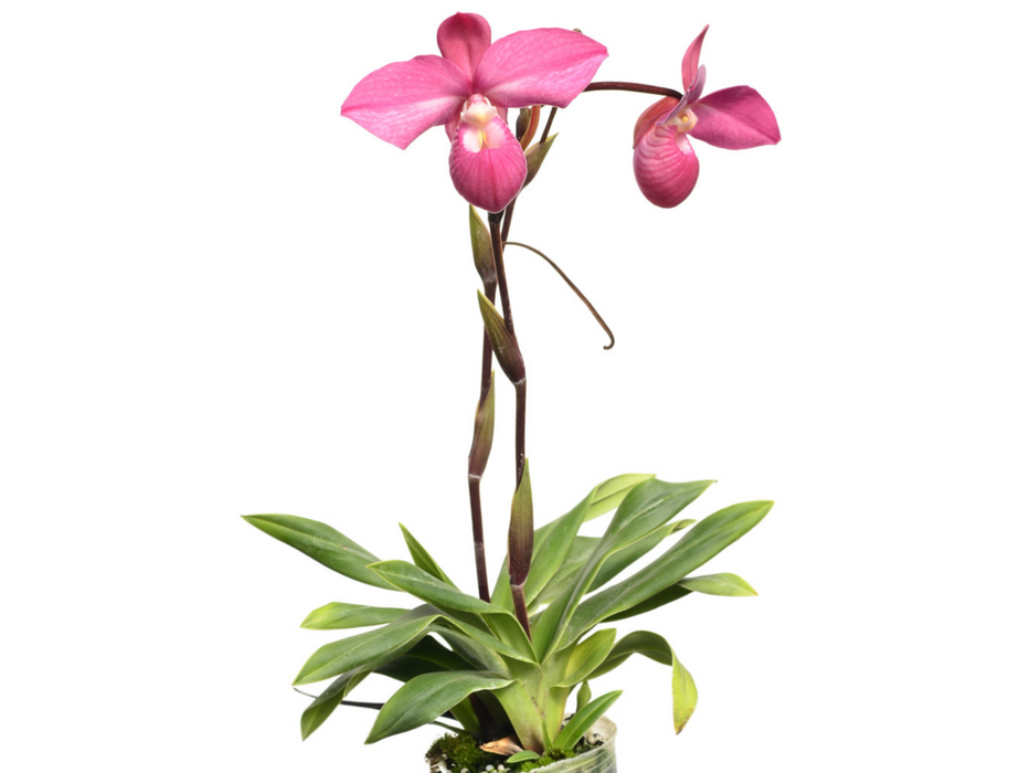 Phragmipedium Ivan Portilla