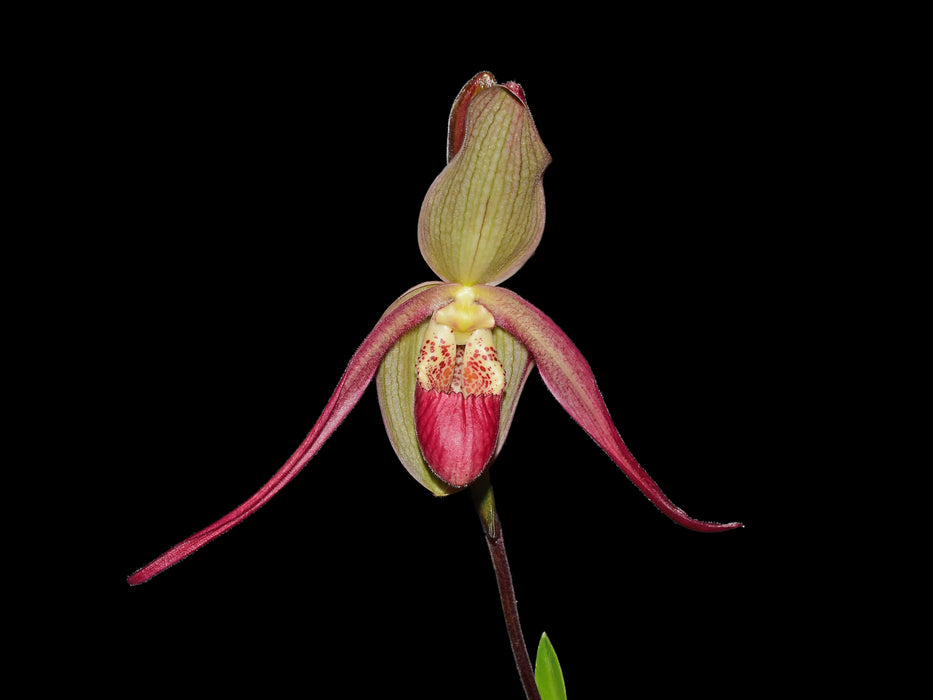 Phragmipedium Les Landes