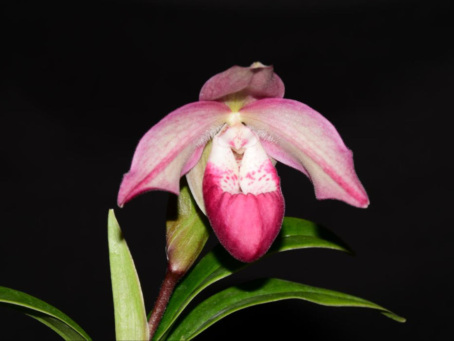 Phragmipedium Martina