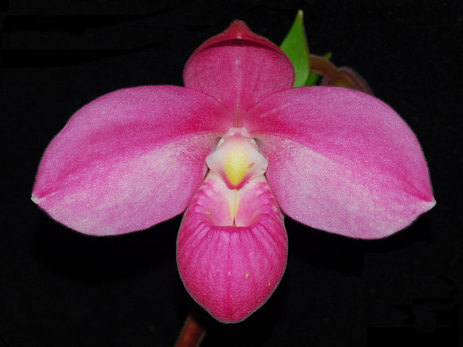 Phragmipedium Memoria Mariza Rolando