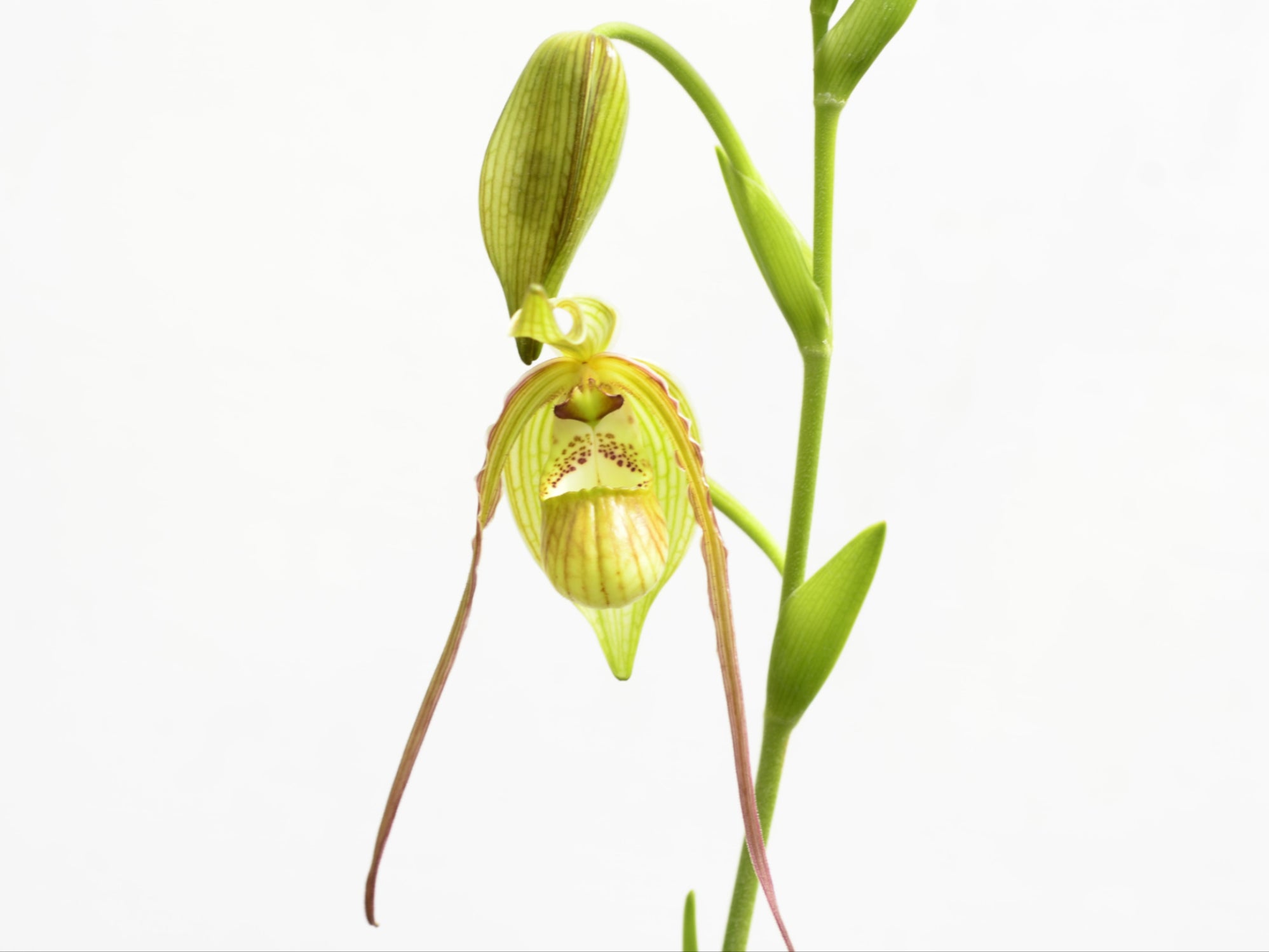 Phragmipedium — Ecuagenera USA Corp