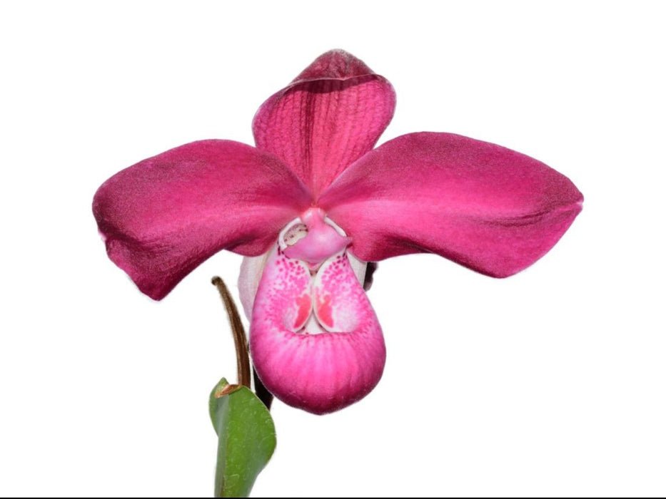 Phragmipedium Munekazu Ejiri