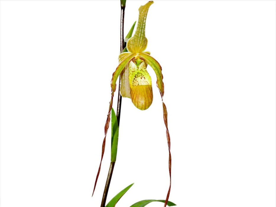 Phragmipedium Rina Soto