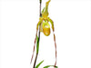 Phragmipedium Rina Soto