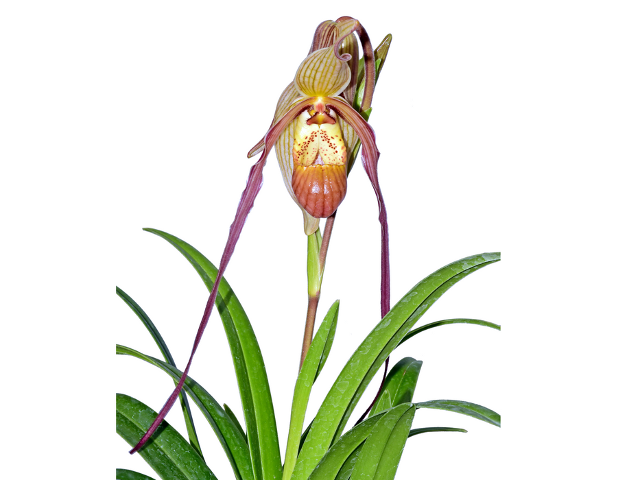 Phragmipedium Rocio Vazquez