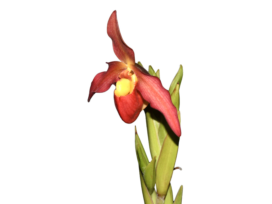 Phragmipedium Vittabess