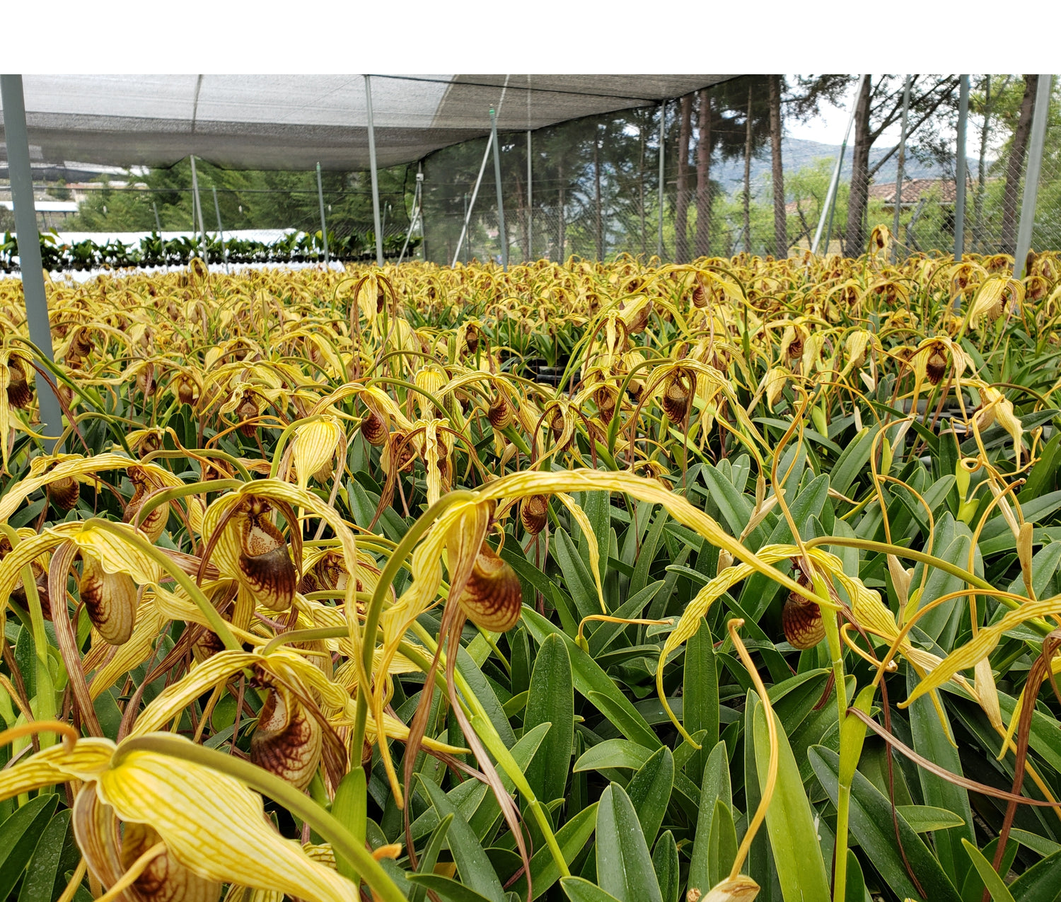 Phragmipedium humboldtii 'Fortuna'