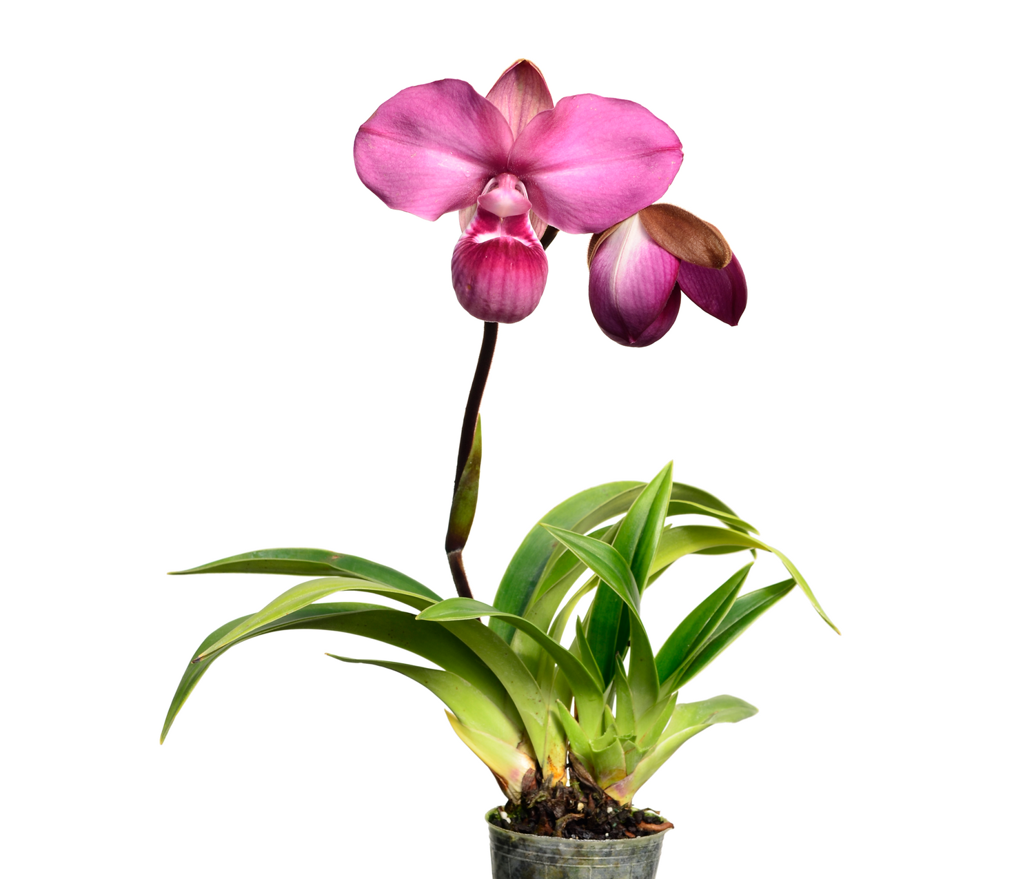 Phragmipedium kovachii