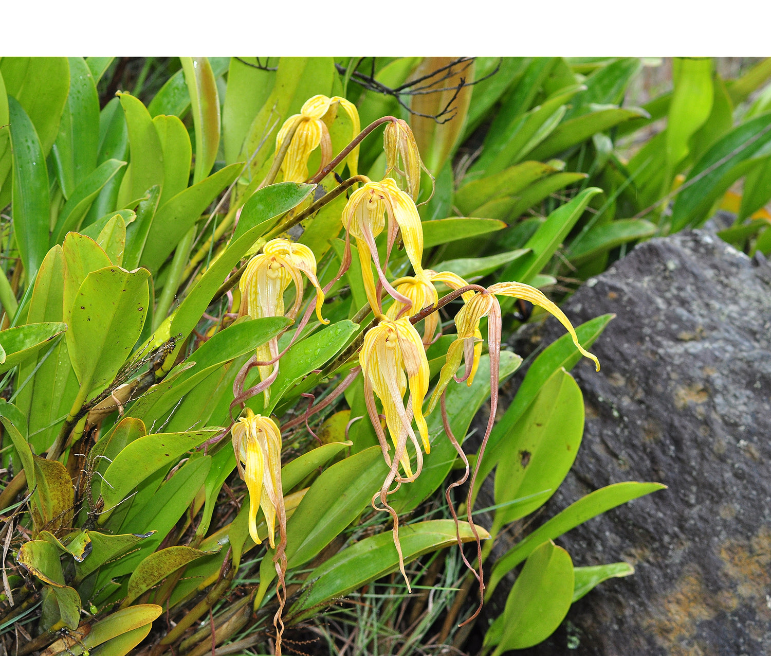Phragmipedium lindenii