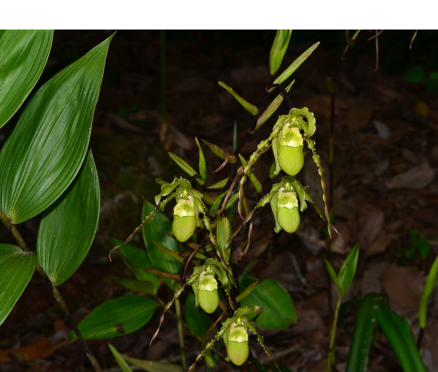 Phragmipedium longifolium