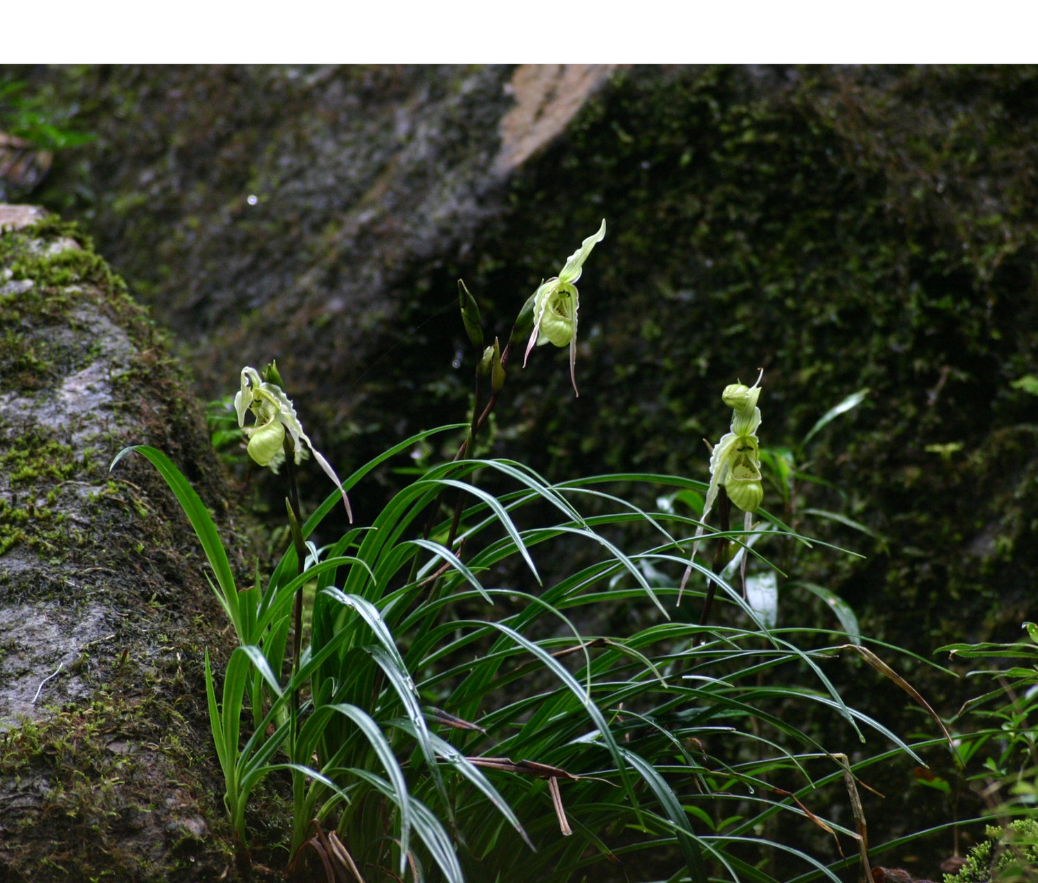 Phragmipedium pearcei