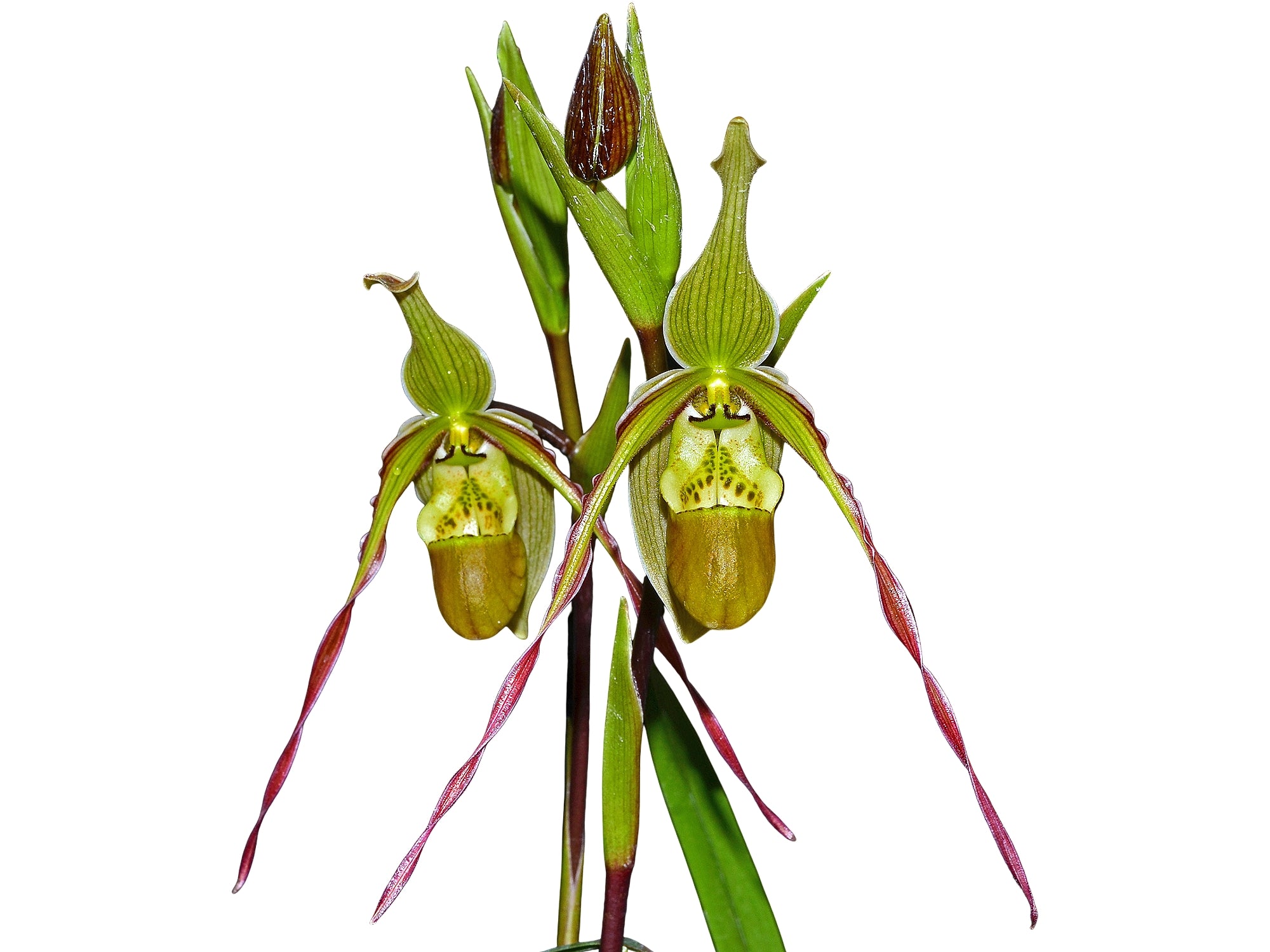 phragmipedium potting mix Phragmipedium x roethianum