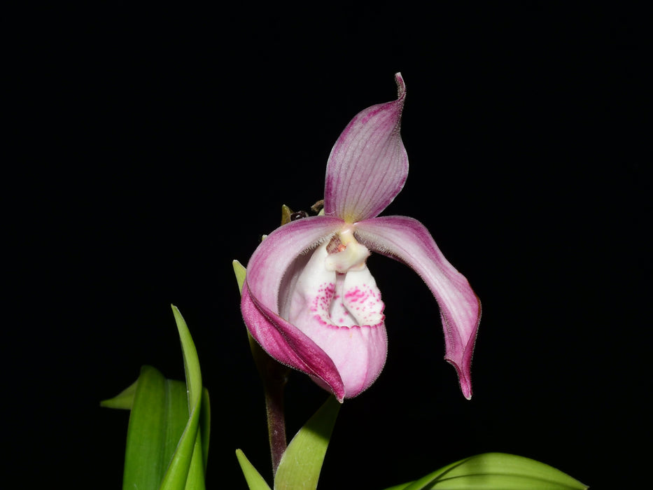 Phragmipedium Carol Kanzer