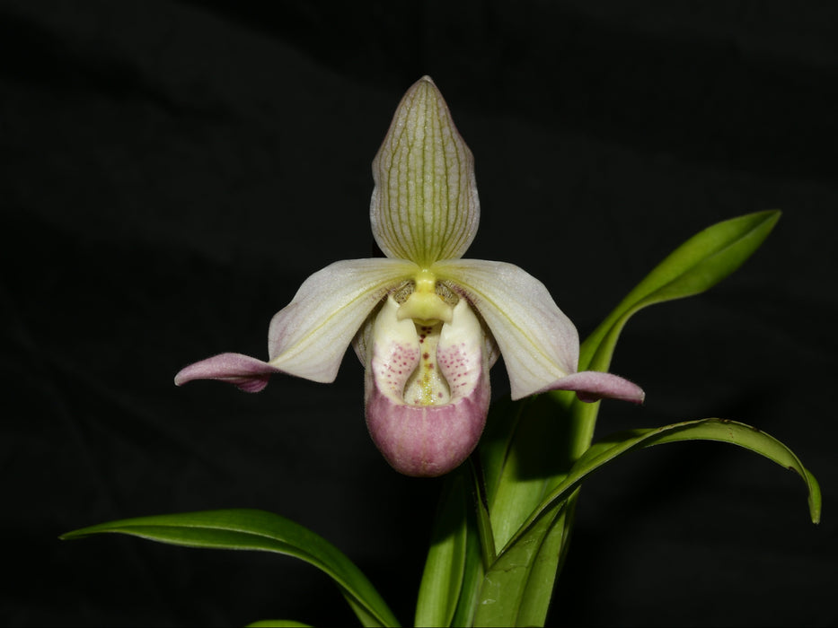 Phragmipedium Easy Men
