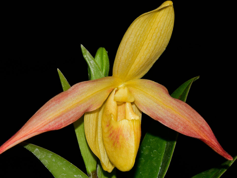 Phragmipedium Eric Young xanthinum red